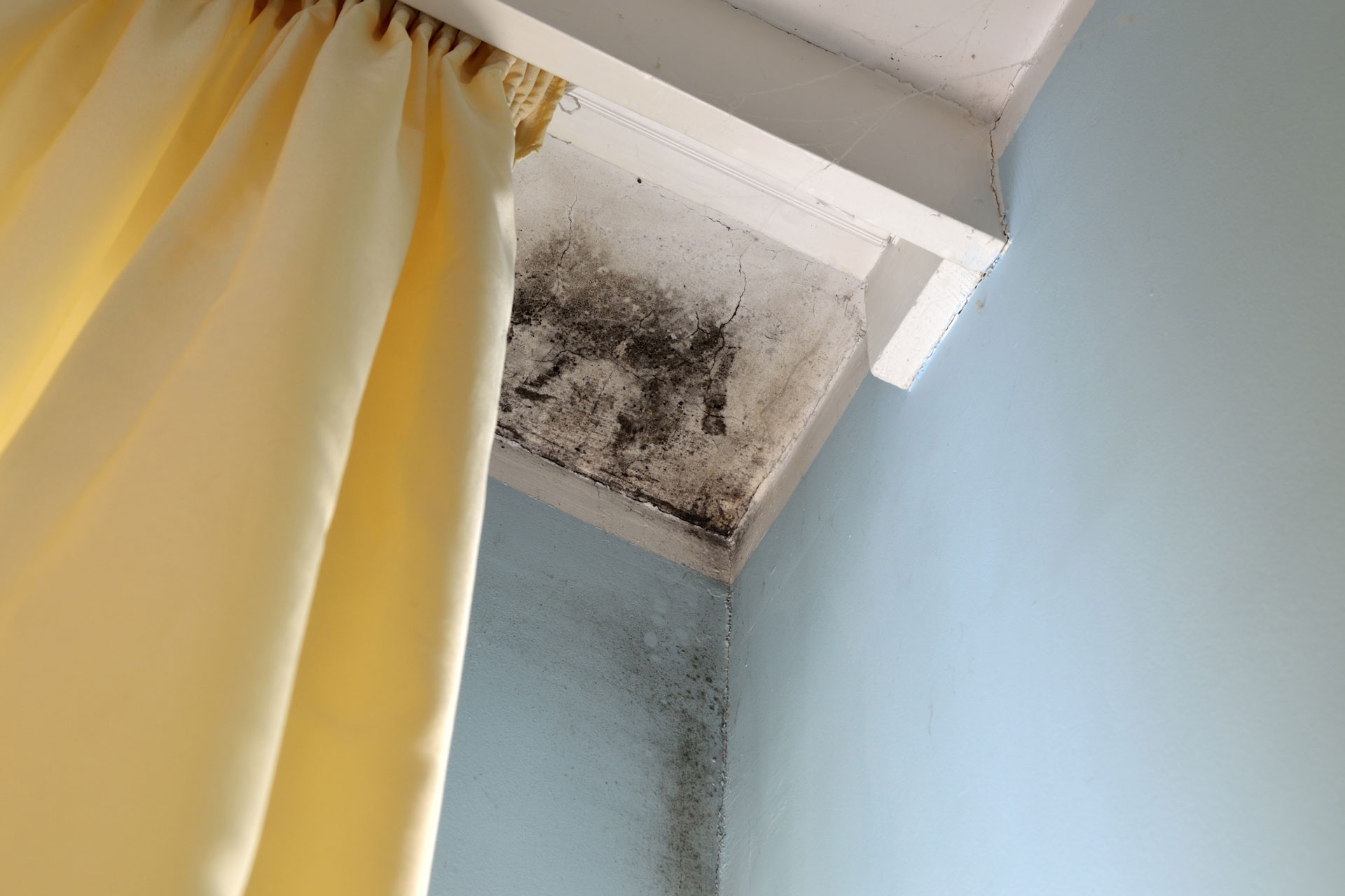 Common Types of Mold That Could Be Hiding in Your Home
